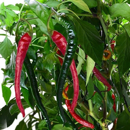 Types of Pepper 12