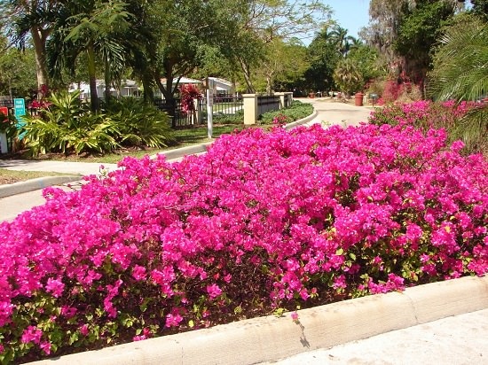 If you're a gardener or a landscaper, must learn about these amazing Bougainvillea Uses. You can grow this beautiful shrub or climber without the maintenance.