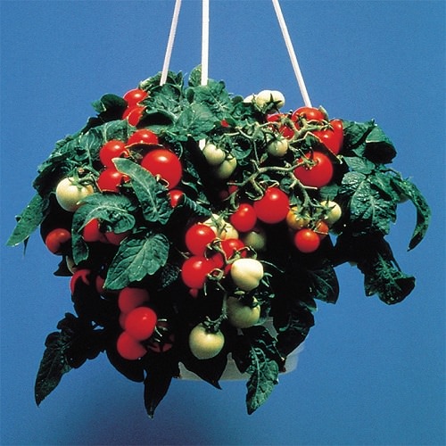 Best Tomato Varieties for Hanging Baskets