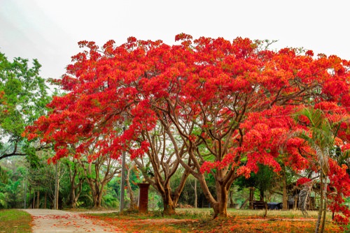 Trees With Red Flowers
