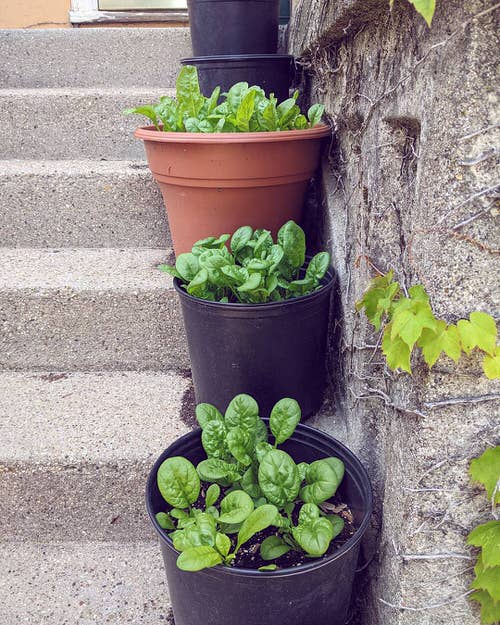 How to Grow Spinach in Pots 