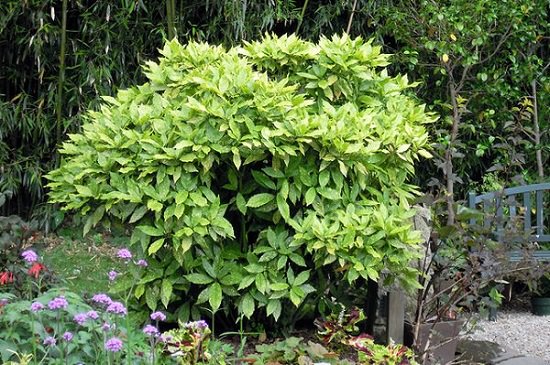 Shrubs for Shade that are green