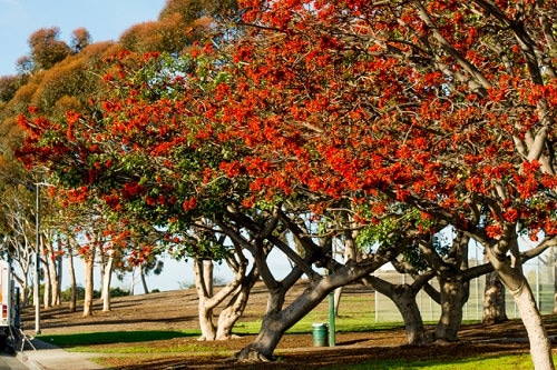 Trees With Red Flowers 16