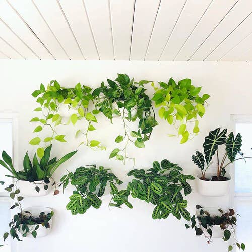 Wall Hanging Plant Decor Ideas 11