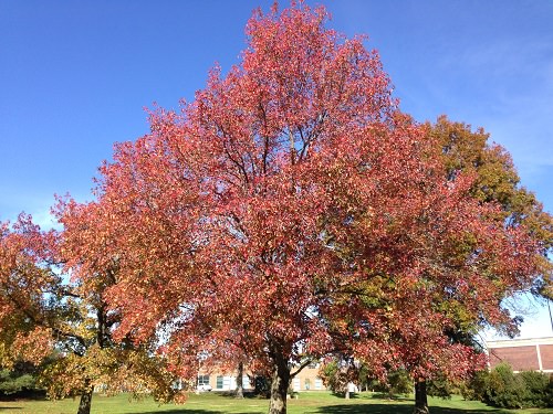 Trees With Red Leaves 62