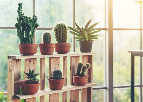Different Types of Cactus Plants 8