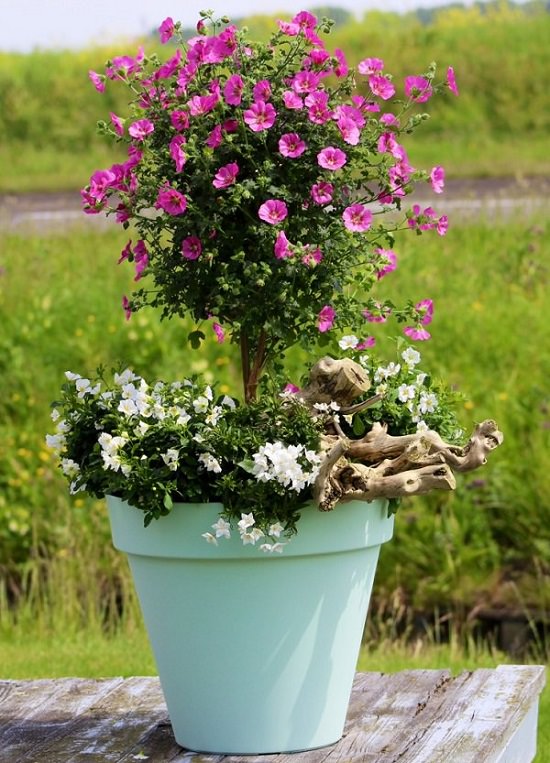 Best Shrubs for Containers 2