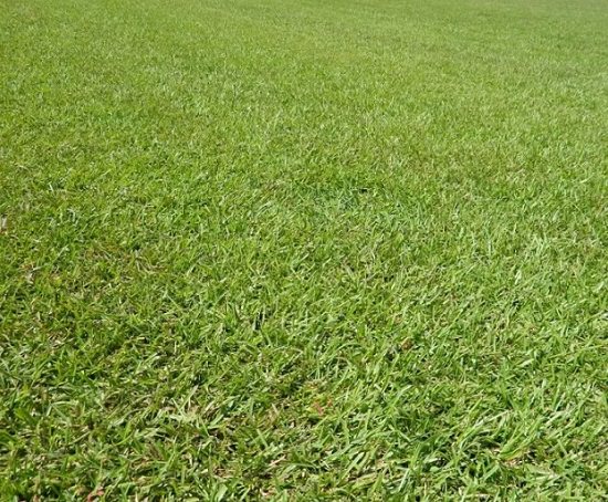 Basic Lawn Care Questions you need to ask yourself