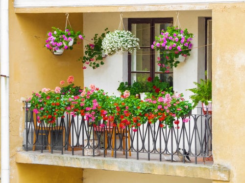 Tips to Start a Balcony Flower Garden 2