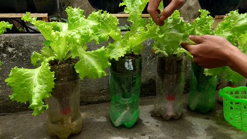 DIY Edible Garden Ideas from Plastic Bottles 2