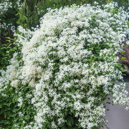 Most Fragrant Flowers According to Gardeners 2