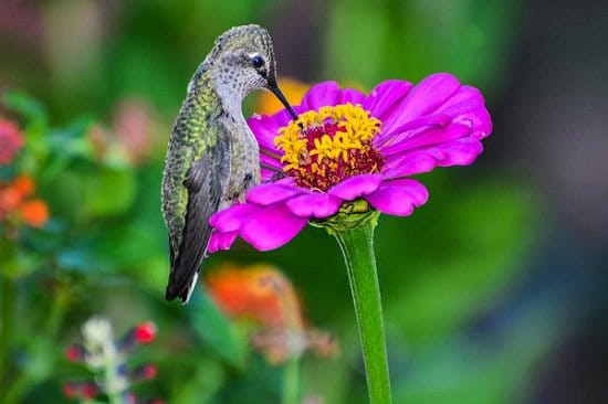 Plants that attract hummingbirds