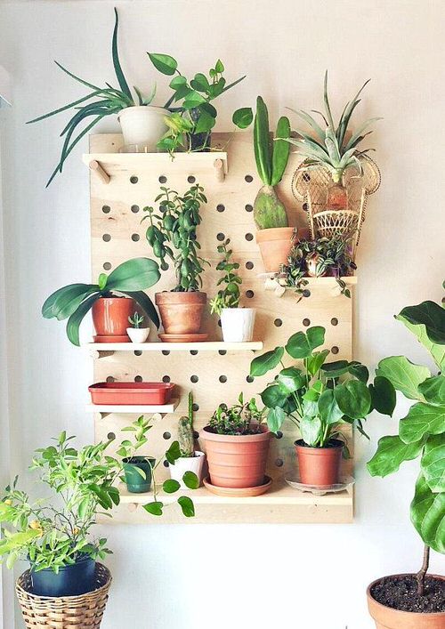DIY Indoor Plant Wall Projects 12