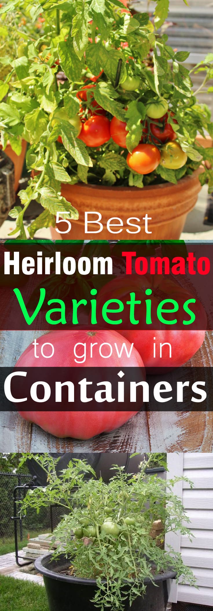 Growing heirloom tomatoes in pots is possible. Here's a list of 5 best varieties you can try. Check out!