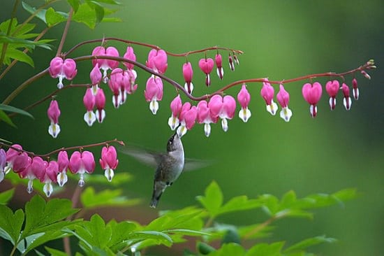 Native plants for hummingbirds