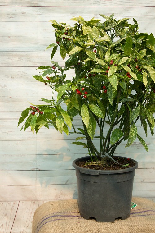 Best Shrubs for Containers 4