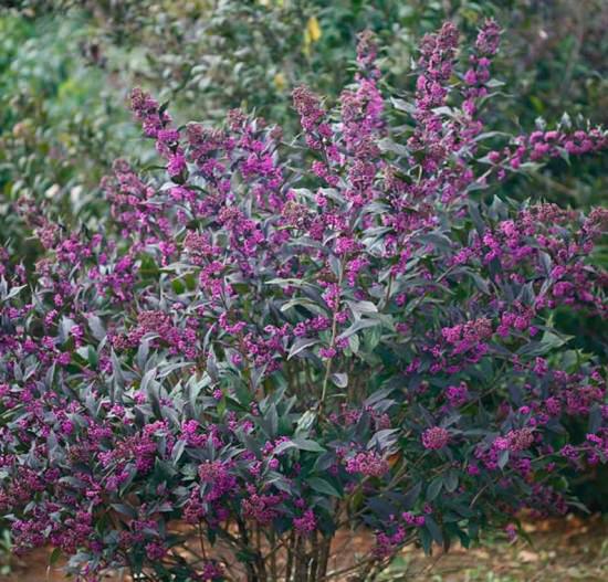 Shrubs for Shade list you need to read