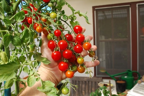 Best Tomato Varieties for Hanging Baskets 4