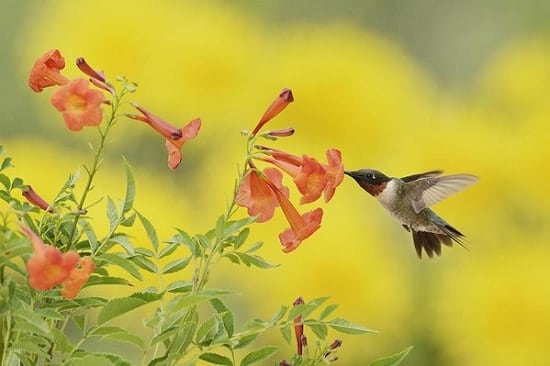 Annuals that attract hummingbirds