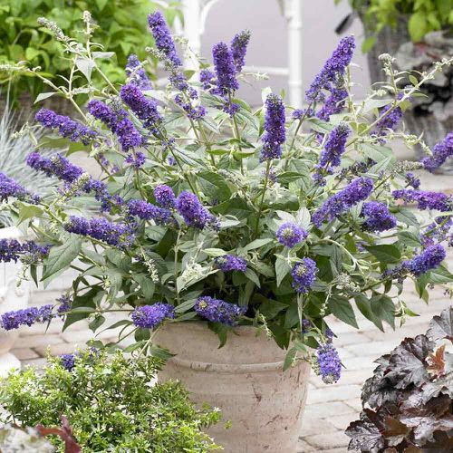 Best Shrubs for Containers 12