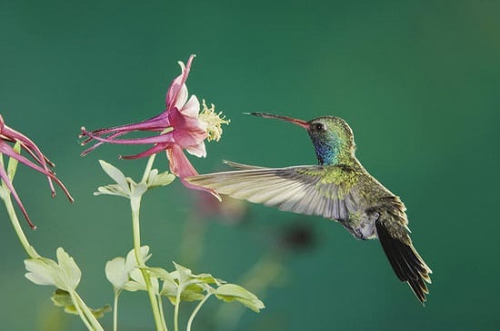 Plants that attract hummingbirds and butterflies