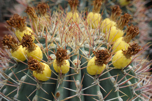Fruits That Grow on Cactus 2