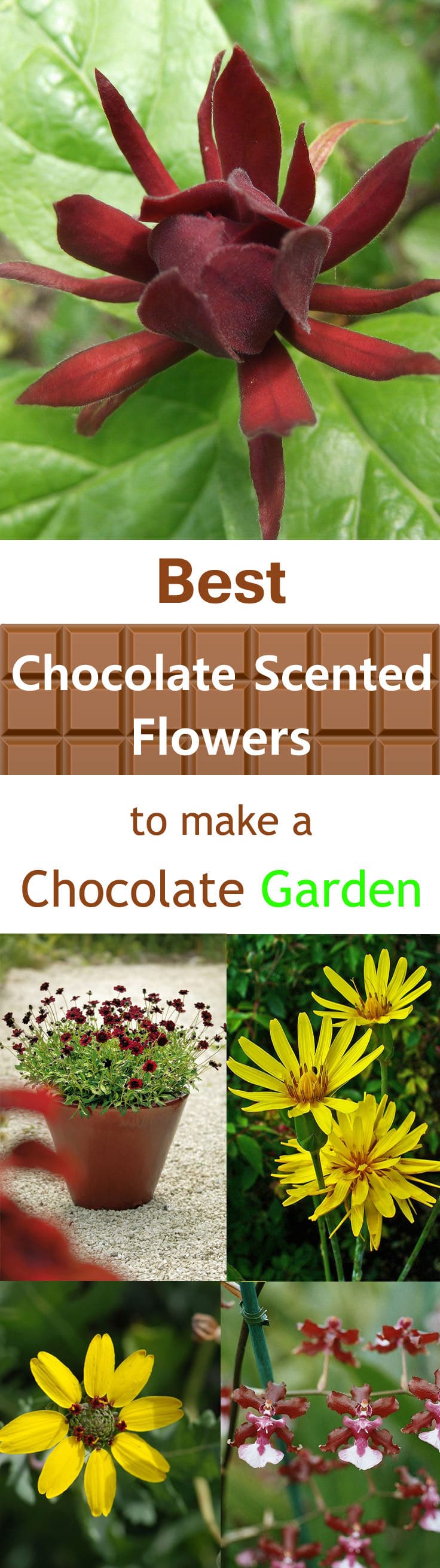 If you love chocolates grow chocolate scented flowers, check out this list of plants and flowers to get an idea.