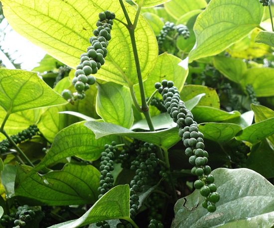 How to Grow Black Pepper Plant 2