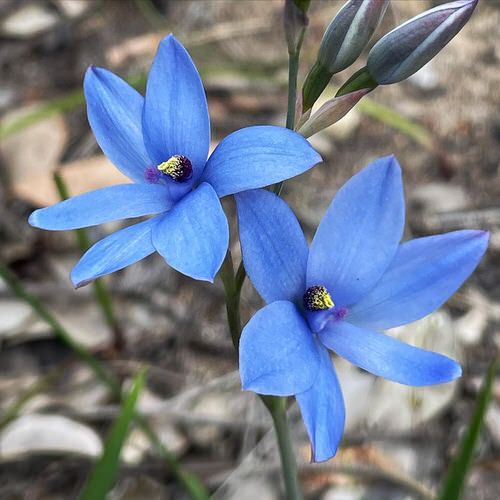 Best Blue Orchids 2
