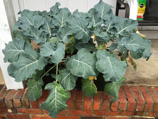 How to Grow Broccoli in Pots 4