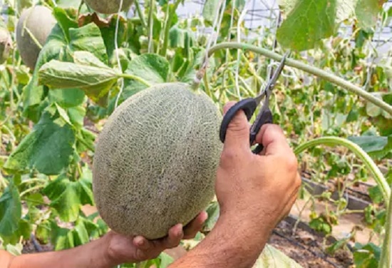 How to Grow Cantaloupes Vertically 6