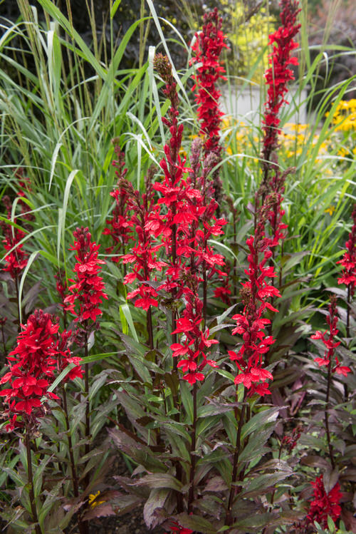 Best Perennial Flowers from Ohio 7