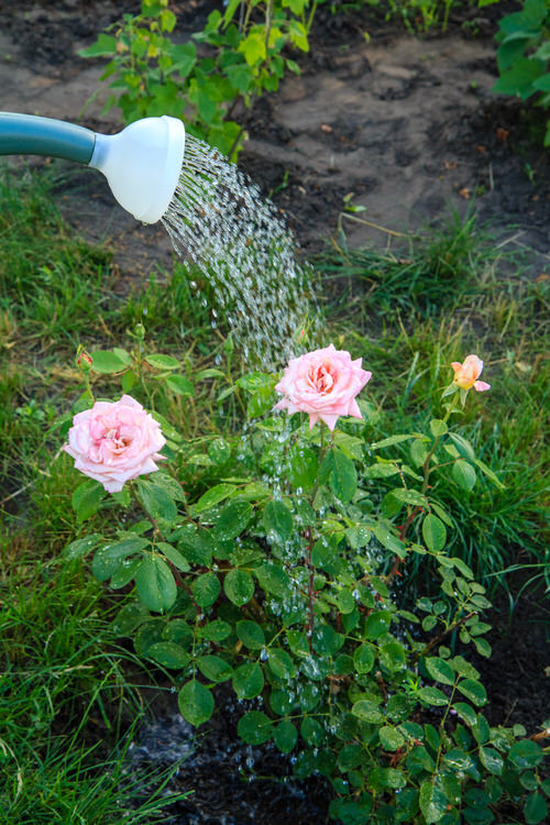 Common Rose Growing Mistakes You Should Avoid 2