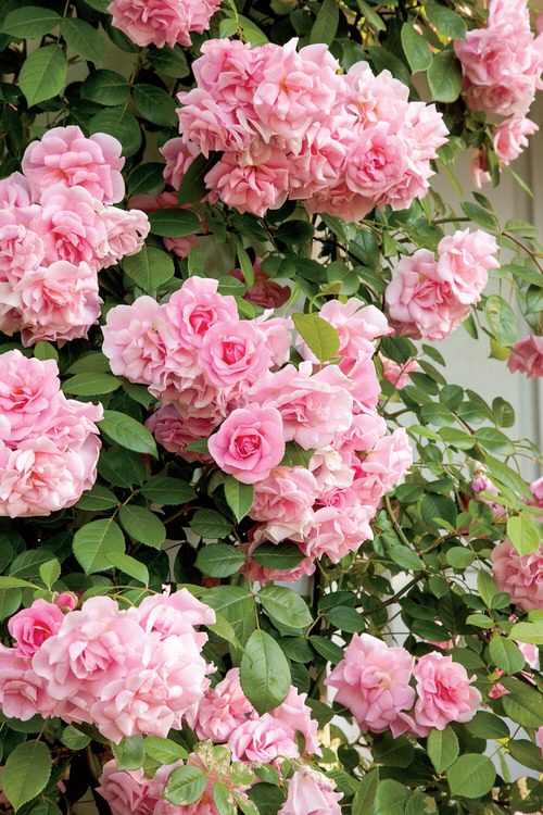 Common Rose Growing Mistakes You Should Avoid