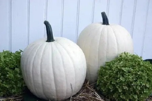 Different Types of Pumpkin Varieties 20