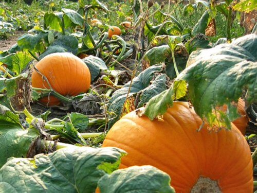 Different Types of Pumpkin Varieties 23