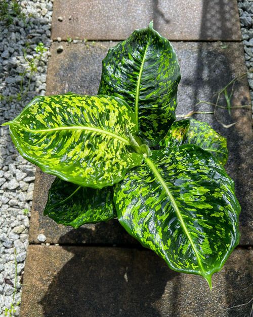 Dieffenbachia Cheetah Plant Care and Growing Information
