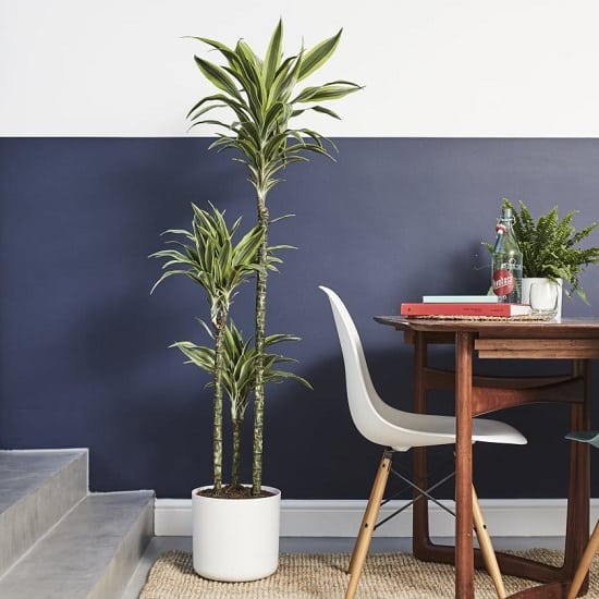 Dracaena is a popular houseplant known for its ornamental value. Apart from that, there are 6 Great Dracaena Plant Benefits proven in scientific studies!