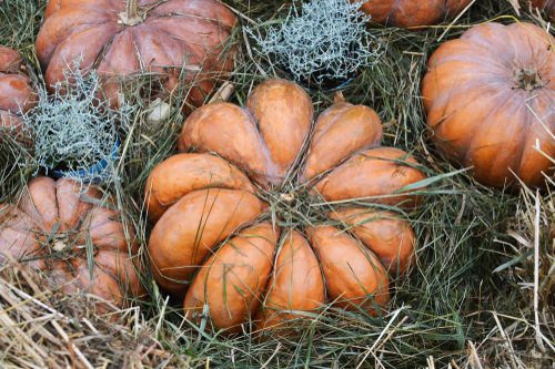 Different Types of Pumpkin Varieties 15