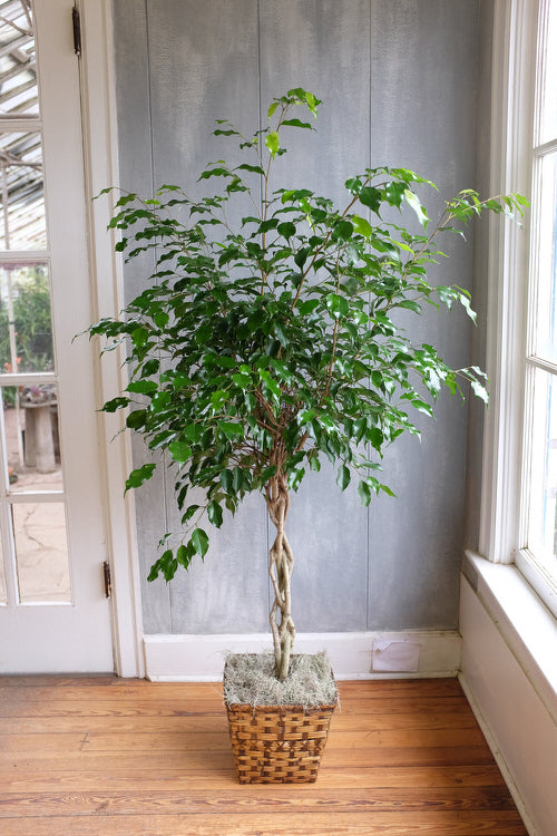How to Grow Ficus Benjamina Indoors 2