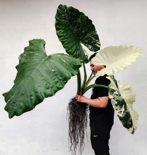 Plants' Leaves that are Bigger Than Your Head 8