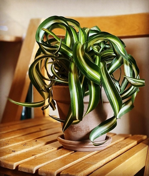 Curly Spider Plant Care