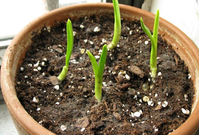 growing-garlic-indoors-2