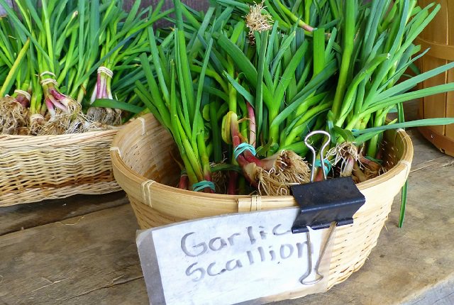 growing-garlic-indoors-3