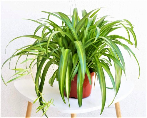 Types of Spider Plants 3