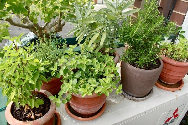 apartment herb garden tips