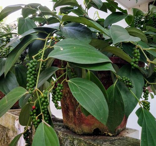 How to Grow Black Pepper Plant