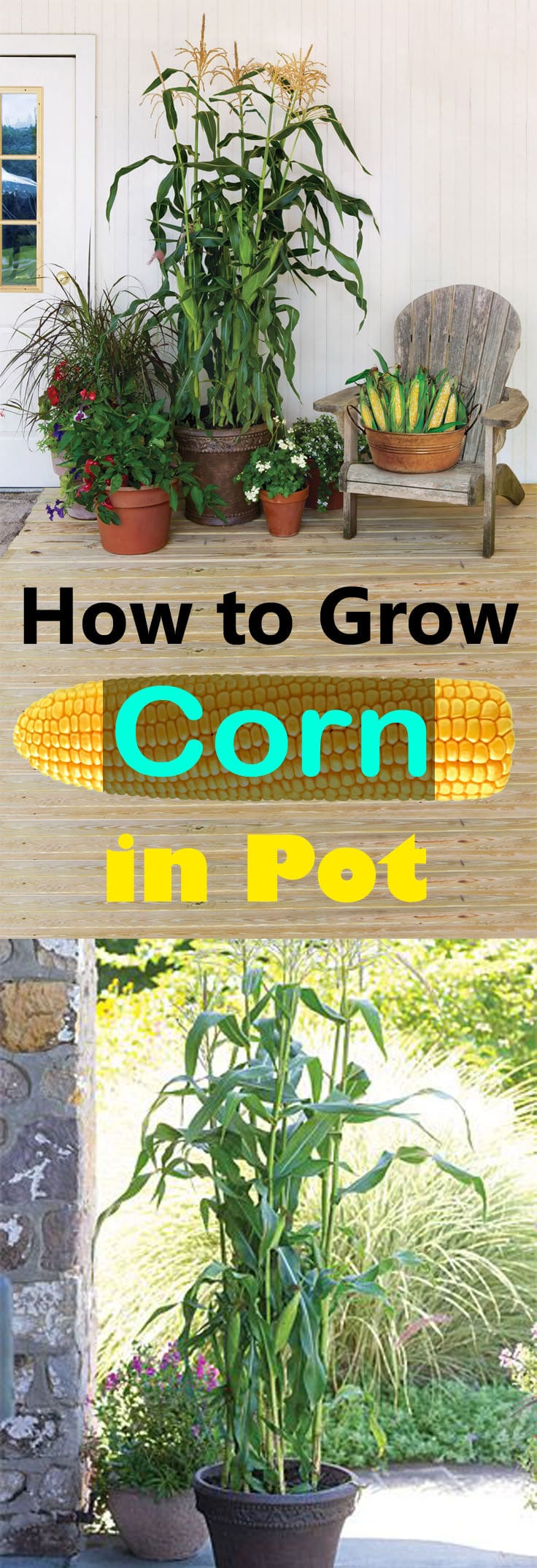 Growing corn in container is possible. All you need is a large container and you are good to harvest your fresh corns.