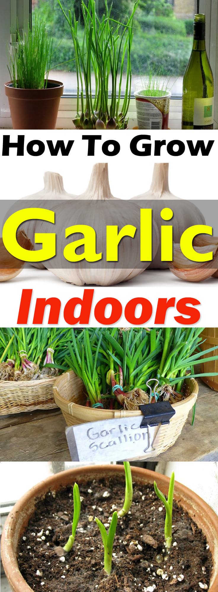 Growing garlic indoors is not difficult and you'll be able to get the supply of fresh green stalks, flowers, and even the garlic bulbs. Learn more!