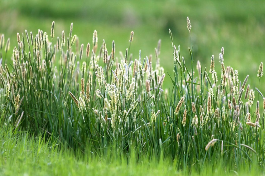 how to grow timothy grass